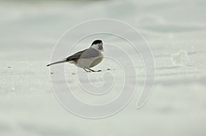 Sparrow on the snow