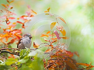 Sparrow song bird inside tree