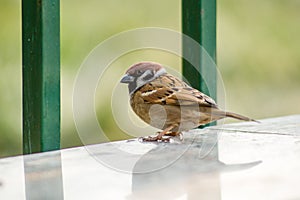 A sparrow
