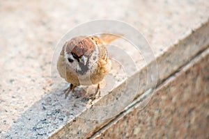 A sparrow