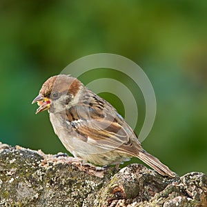 Sparrow. Sparrows are a family of small passerine birds, Passeridae. They are also known as true sparrows, or Old World