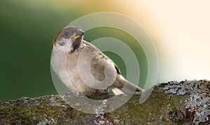 Sparrow. Sparrows are a family of small passerine birds, Passeridae. They are also known as true sparrows, or Old World