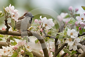 Sparrow spins and spring blooms