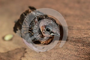 A sparrow squab standing alone