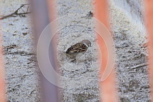 The sparrow stands on concrete between the metal fence.Bird