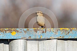 Sparrow stands on an old fence