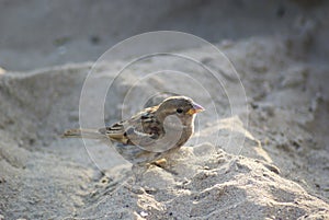Sparrow stands in the sand. Close-up