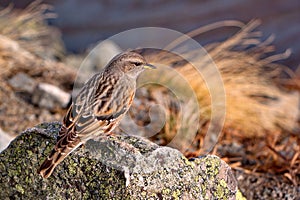 Sparrow staying on the rock in mountain country