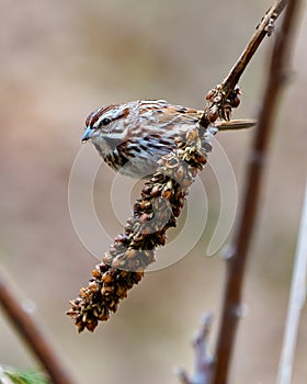 Sparrow Stock Photo and Image. Close-up perched on a dried mullein stalks plant with a soft brown background.