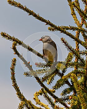 Sparrow Stock Photo and Image. White-crowned Sparrow close up front view perched on a coniferous tree with a blue sky background