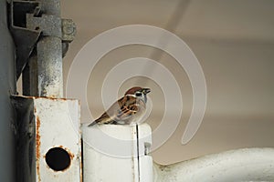 A sparrow stood in a daze on the box