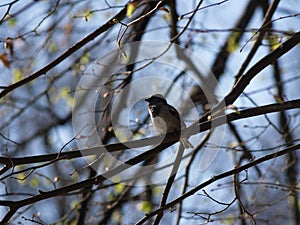 Sparrow in the Summer Garden in Saint-Petersburg