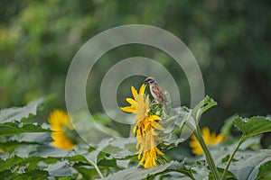 A sparrow in summer Passer montanus, English Name: Eurasian Tree Sparrow