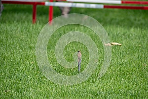A sparrow in summer Passer montanus, English Name: Eurasian Tree Sparrow