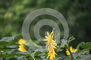 A sparrow in summer Passer montanus, English Name: Eurasian Tree Sparrow