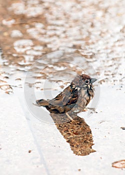 Sparrow taking a Dip