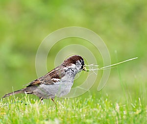 Sparrow with thin reed