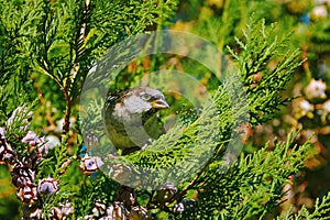 Sparrow on a Thuja