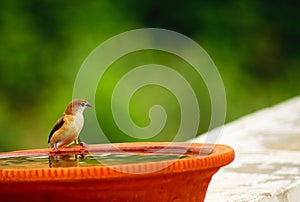 Sparrow, Tiny Bird