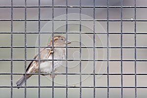 Sparrow trapped