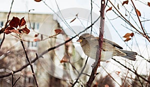 Sparrow on a tree