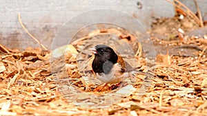 Sparrow up close