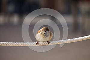 urban sparrow photo