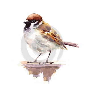 Sparrow Watercolor Bird Illustration Hand Drawn