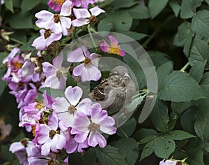 Sparrow in Wild Roses