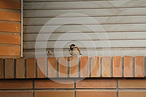 SPARROW ON THE WINDOW