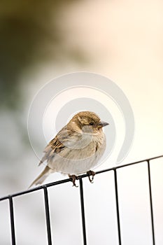 Sparrow winter morning