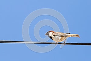 Sparrow on a wire against a blue sky