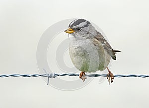 Sparrow on a wire fence photo