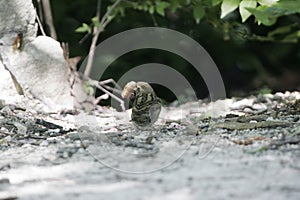 A SparrowEating a Cicada 2 - 13 year 17 year - Magicicada