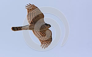 Sparrowhawk