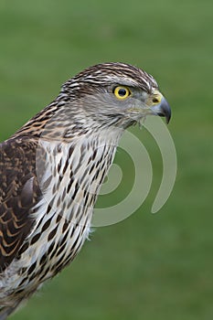 Sparrowhawk