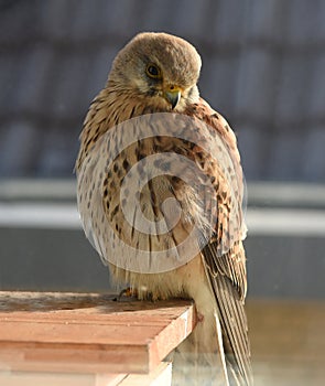 Sparrowhawk, Accipiter nisus