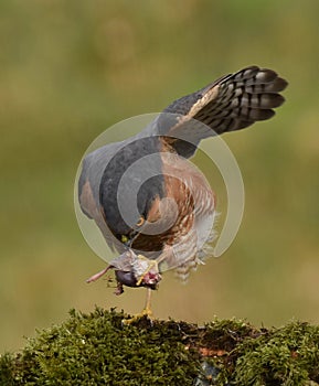 Sparrowhawk Accipiter nisus eating prey while balancing