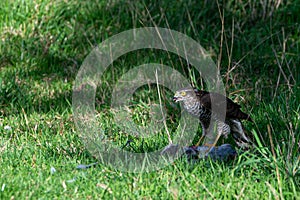 Sparrowhawk, accipiter nisus, with pigeon prey
