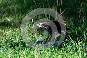 Sparrowhawk, accipiter nisus, with pigeon prey