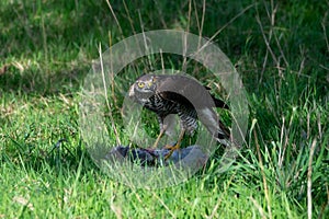 Sparrowhawk, accipiter nisus, with pigeon prey