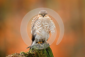Sparrowhawk, Accipiter nisus, sitting green tree trunk in the forest with caught little songbird. Wildlife animal scene from