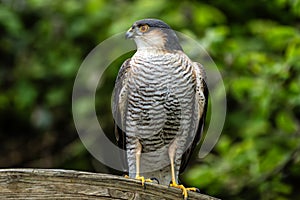 Sparrowhawk (Accipiter nisus) a small bird of prey