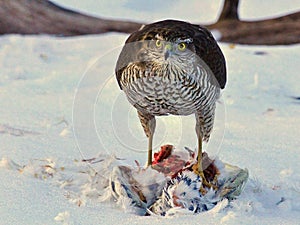 Sparrowhawk Accipiter nisus which has taken a pigeon