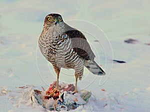 Sparrowhawk Accipiter nisus which has taken a pigeon