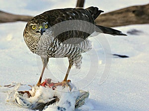 Sparrowhawk Accipiter nisus which has taken a pigeon