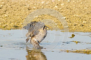 Sparrowhawk, female / Accipiter nisus