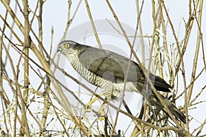 Sparrowhawk, female / Accipiter nisus
