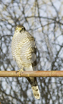 Sparrowhawk female perching on a post / Accipiter nisus
