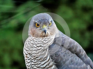 Sparrowhawk in the garden photo